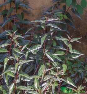 Hạt Giống Cây Thuốc Dòi Tím ( Cây Bọ Mắm )