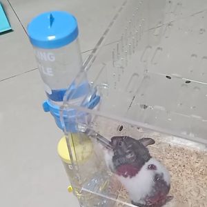 ขวดน้ำแฮมเตอร์ ขวดน้ำกระต่าย กระบอกให้น้ำติดกรง สะดวกสำหรับกระต่าย/แฮมสเตอร์ในการดื่มน้ำ บรรจุน้ำได้ 250ML