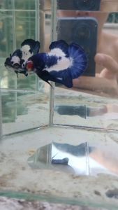 Marble Bluerim Betta Fish for Aquarium Decoration
