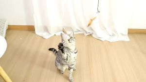 ไม้ตกแมว ของเล่นแมว ไม้ล่อแมว ขอเล่นแมว ของเล่นเเมว มีกระดิ่งและฟู่สาย ไว้ล่อแมว คลาดเครียดคลายเหงา