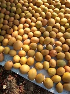 (PROMO) SAWO MANILA MANIS LEGIT / 2KG (COD