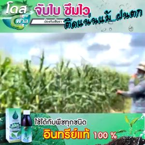 [4แถม2] โดสฟาส Dose Fast โดสสารจับใบ เพิ่มประสิทธิภาพการจับใบ ยึดติดเหนียวแน่นไม่กลัวฝน