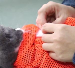 MEOW Pet Grooming Pet Nail Clipper Cat Dog Nail Cutter Stainless Steel Cutter Claw Nail Scissors Pemotong Kuku Kucing