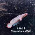 Channa blue bengal 酒红雷龙 (live fish ikan hidup 观赏鱼). 