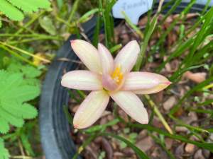 X.หัวดอกบัวดิน หิมาลายัน หัวละ100 บาท