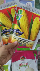 เมล็ดพันธุ์ข้าวโพดหวานลูกผสม ลักกี้โกลด์ ฝักสวย ตรง ทรงกระบอก เมล็ดเต็มฝัก เรียงตัวสวย เปลือกหุ้มทั้งฝัก รสชาติหวาน น้ำหนักเฉลี่ย 450-500 กรัมต่อฝัก ทนราน้ำค้างและโรคใบไหม้แผลใหญ่ได้ดี ติดฝักกลางลำต้น ฝักยาวประมาณ 19-22 ซม. **เมล็ดล็อตใหม่** ส่งฟรี