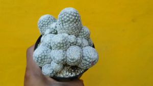 ต้นกระบองเพชร แมมลูกกอล์ฟ แมมมิลาเลียฮัมโบล์ดทิอาย Mammillaria Humboldtii #cactus #succulent
