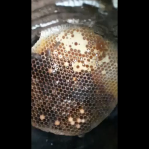 Madu Lebah Murni Tanpa Campuran