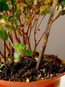 Dewoduo 生根粉 植物营养液 复合肥料 多菌灵 Dewoduo rooting powder plant nutrient solution compound fertilizer carbendazim