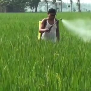 (NO LUAR JAWA KECUALI BELI 2) Aki Sprayer Elektrik Tangki Alat Semprot - 12V 9Ah 15 x 64 x 99 cm Alat Semprot Pertanian