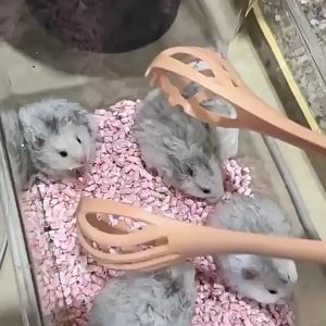 ไม้จับหนูแฮมเตอร์ คลิปจับหนูแฮมเตอร์ ด้ามยาวจับง่าย ส่งไว พร้อมส่ง เป็นสินค้าที่จับหนูแฮมเตอร์