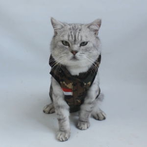 Baju Kucing Anjing Cewek Cowo Lucu Murah 3 pcs 5 Ribu - Bukipet Hoodie Meowlitary Coach Series