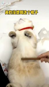 หวีกำจัดขนสัตว์เลี้ยง แปรงขนสัตว์เลี้ยง ที่แปรงขนสุนัข แมว มีปุ่มกดเพื่อดันขนออก ทำความสะอาดง่าย