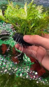 Thủy cúc gắn giá thể sẵn l Cây thủy sinh trang trí bể thủy sinh