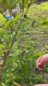 ถุงห่อผลไม้ ทีเอบี ขนาด 20x30 ซ.ม. จำนวน 100 ใบ ถุงห่อมะม่วง ถุงคาร์บอน ทีเอบี ป้องกันแมลงวันทอง ช่วยให้ผลไม้ ถุงห่อผลฝรั่ง ถุงห่อผลมะม่วง