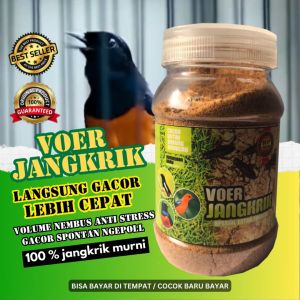VOER JANGKRIK SPESIAL UNTUK BURUNG BERKICAU JADI GACOR JAWARA