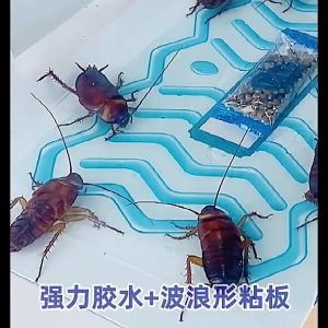 [5 Traps/Box] Japanese Powerful Roach Trap House Glue Board Cockroach Killer 日本强效蟑螂屋蟑螂粘板蟑螂药蟑螂贴灭蟑杀蟑螂