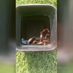 Guppy (Red Koi Balloon Short Body) Ikan Guppy- (1 Pair=1male+1Female) Ready Stock