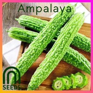 SeedsPLAZA™ - Ampalaya Long F1 Hybrid (4 Seed) for Planting Vegetable Plants + Instructions for Bitter Gourd Plant Seed