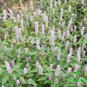 Mật ong rừng Hoa Bạc hà nguyên chất cao nguyên đá Đồng Văn - Hà Giang Mật Ong Organic Việt Nam Mật Ong Cho Sức Khỏe - Lazada