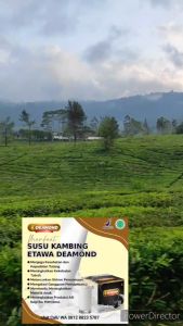 Susu Deamond LEBIH BAGUS DARI SKY GOAT susu kambing skygoat susu skygoat sky goat susu sky goat