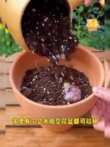 Combo 3 củ tiên ông hoa màu hồng đậm - Dạ Lan Hương