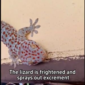 ตุ๊กแกตายหมดในระยะ1000เมตร ยากำจัดตุ๊กแก ยากำจัดจิ้งจก ยาฆ่าจิ้งจก กำจัดจิ้งจก สูตรใหม่ ปลอดภัย มีประสิทธิภาพ ป้องกันในระยะยาว ครีมกำจัด จิ้งจก ตุ๊กเเก เเมลงต่างๆ กำจัดตุ๊กแก ไล่จิ้งจกถาวร สเปรย์ไล่จิ้งจก ไล่ตุ๊กแกถาวร ยาฆ่าตุ๊กแก ครีมกำจัดจิ้งจก ยาเบื่อจ