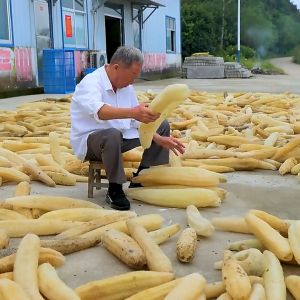 1pc Loofah Natural Dish Sponge Unbleached Kitchen Dishcloth Scrub Body Shower Cuci Pinggan Badan 天然丝瓜洗碗布抹布