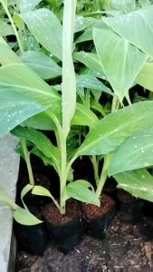 ต้นกล้วยน้ำ ผลใหญ่ เครือใหญ่ ต้นพันธุ์ ปลอดโรค ง พร้อมลงปลูก สายพันธุ์ ราคาส่ง