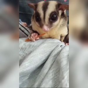 Sugar Glider Chicken Jerky