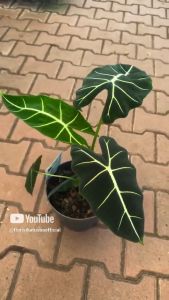 tanaman hias  Alocasia Frydek-alocasia neon-keladi neon