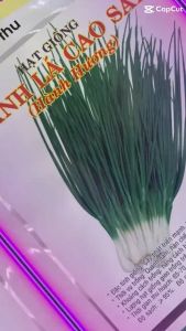 Hạt giống Hành Lá hàng Công ty Thuận Điền