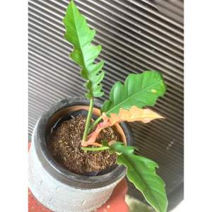 Philodendron Serratum GREEN GOLDEN VARIEGATED