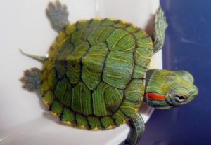 Red-eared Slider Turtle Habitat Accessories - Green Shell Pattern - Red Ears - Aquatic Environment - White Container - Blue Background- Select One Randomly.