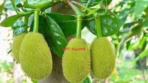 nangka muda utuh kulitan per 1kg | nangka muda fress
