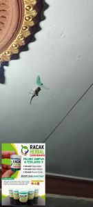 RACAK RACUN CICAK KECOA TOKEK HERBAL RACAK PEMBASMI CICAK ORIGINAL AMPUH Racun Cicak RACAK Herbal