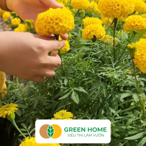 Hạt Giống Hoa Vạn Thọ Pháp Lùn F1 Vàng Chanh GreenHome Gói 10 hạt Dễ Trồng Quanh Năm Trồng Chậu H19