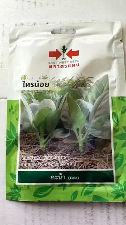 เมล็ดคะน้าไทรน้อย 1700 เมล็ด งอกดี ต้นใหญ่