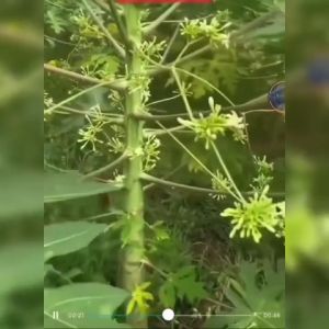 10 cây Giống ĐU ĐỦ ĐỰC SIÊU HOA.