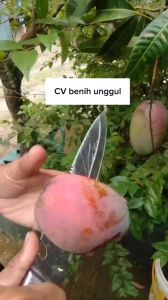 Bibit Mangga Irwin Okulasi Unggul Cepat Berbuah
