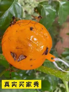 5pcs Hanging Fly Trap Ball 8cm Disposable Fruit Flies Killer Waterproof Fly Catcher Outdoor Garden