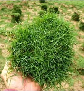 MURAH!! Tanaman hidup Rumput Peking/jepang per 10 lempeng TERPOPULER