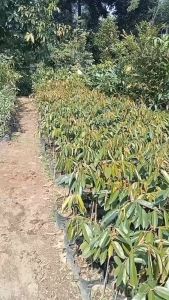 JUAL Bibit Buah Durian Musangking Super