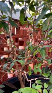 Bibit Anggur Preco Cangkok Super: Tips & Panduan