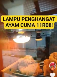 Elektrikshop Lampu Filament Bulb Pijar Spot Lampu Pemanas Lampu Penghangat Ayam 40Watt60Watt Pioline
