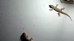 สูตรใหม่! เจลไล่จิ้งจก กลิ่นหอมจากพืชธรรมชาติ ไล่เร็ว ปลอดภัยต่อคนและสัตว์เลี้ยง เหมาะสำหรับห้องครัว/ห้องน้ำ 120ml x2 (ซื้อ 1 แถม 1)