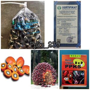 Benih bibit unggul PPKs marihat dumpy buah besar siap semai