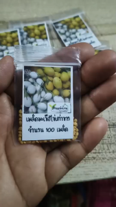 100 เมล็ด มะเขือไข่เต่าขาว เมล็ดมะเขือไข่เต่าขาว มะเขือ เมล็ดมะเขือไข่เต่า เมล็ดมะเขือ