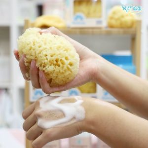 BOLINA ฟองน้ำธรรมชาติแท้ 100%