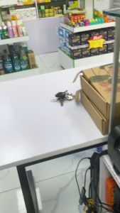 Bổ não GINKGO BILOBA MASON